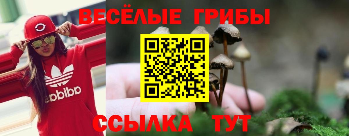 цена наркотик  Вход с VPN  Галлюциногенные грибы Psilocybine cubensis  Новозыбков  Псилоцибиновые грибы мухоморы 